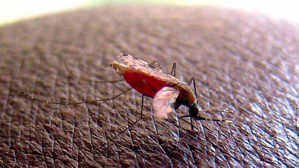 Malaria: Warten und warten und warten – auf weitere Menschenfreunde und einen richtigen Impfstoff.