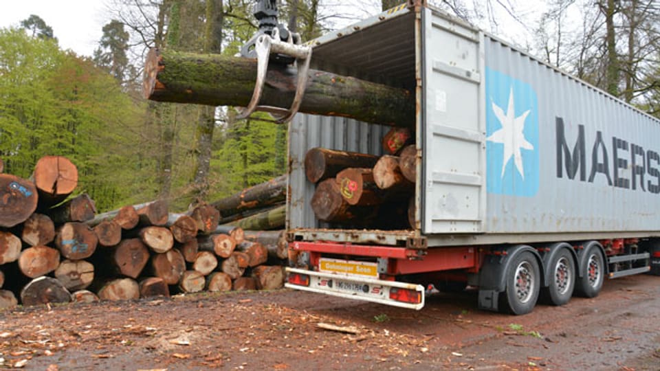 Holzerarbeiten in einem Wald in der Schweiz.