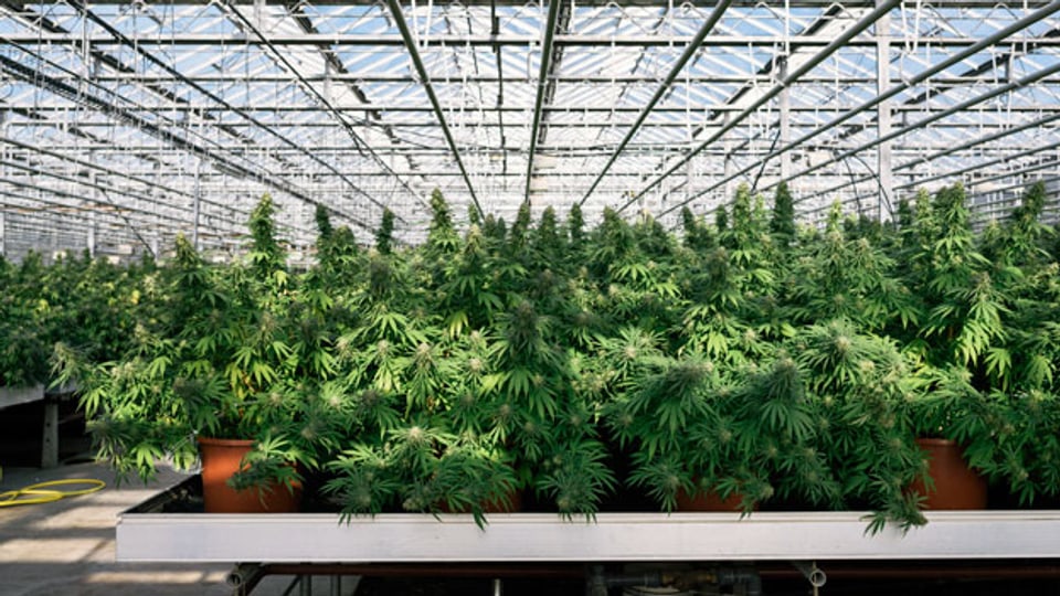 Anbau von Cannabis-Pflanzen in einem Gewaechshaus.