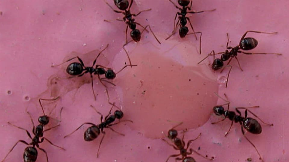 Auch Ameisen kennen die Arbeitsteilung.