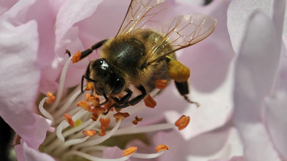 Das Bienensterben gibt der Wissenschaft Rätsel auf.
