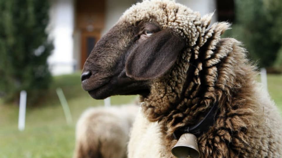 Könnte die Überwucherung der Alpweiden stoppen: das engadiner Schaf.