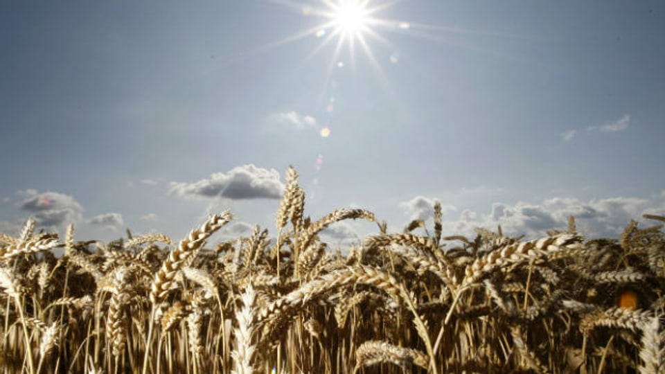 Getreidefelder könnten helfen, Hitzetage zu vermeiden.