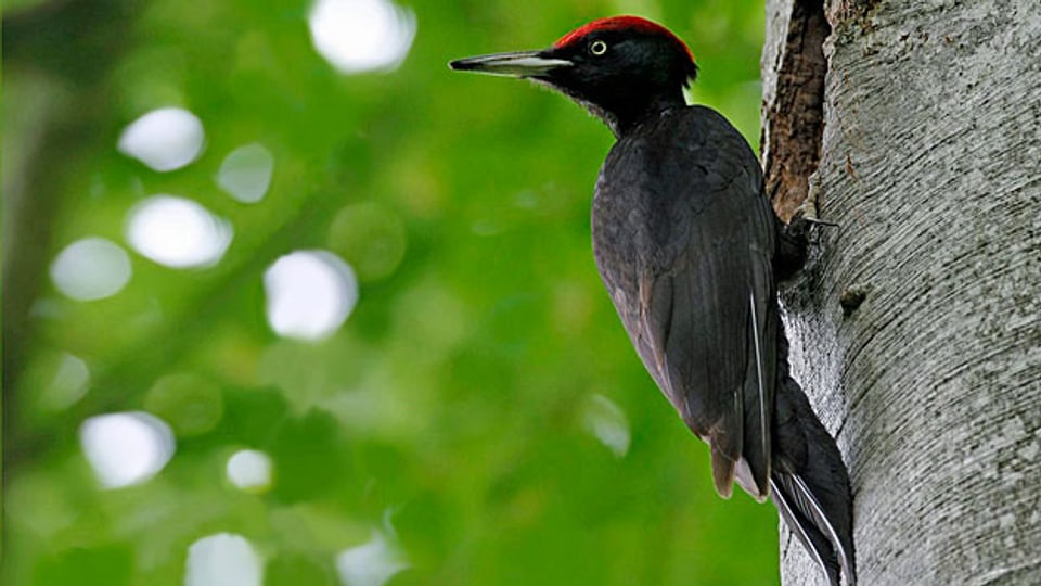 Artenvielfalt betrifft die ganze Gesellschaft. Bild: Mit dem Schwarzspecht lancierte der Schweizer Vogelschutz vor drei Jahren die fünfjährige Kampagne «Biodiversität - Vielfalt im Wald».