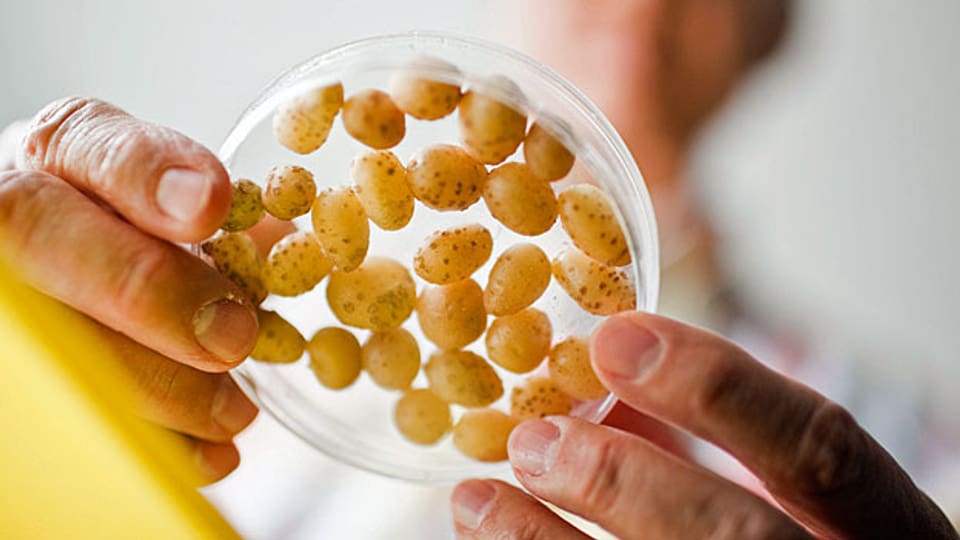 Forschung mit Mikro-Kartoffelnollen: Gegen 200 Forscherinnen und Forscher von Agroscope und FiBL arbeiten künftig zusammen, das soll ganz direkt den Biobauern zugute kommen.