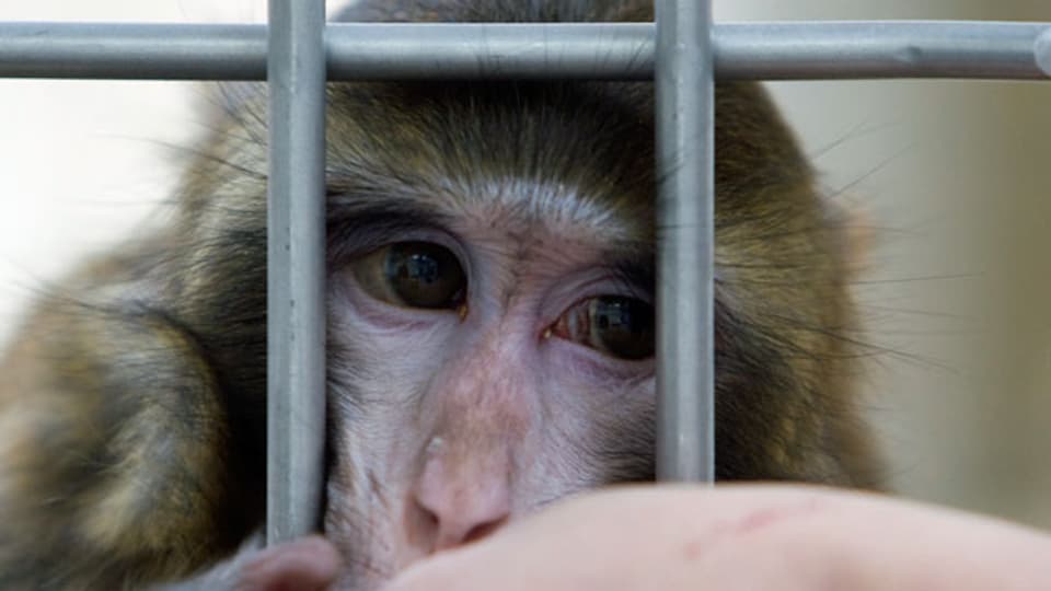 Ein Rhesusaffe an der Universität Bremen. Die Zürcher Regierung erlaubt Tierversuche an Affen.