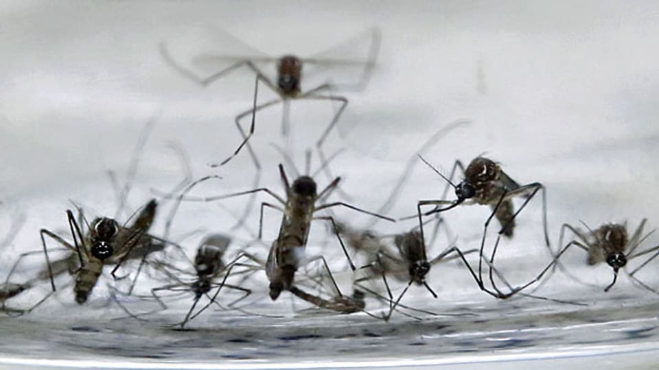 Mücken radioaktiv verstrahlen: Im Kampf gegen das Zika-Virus wollen die Behörden zu speziellen Mitteln greifen.