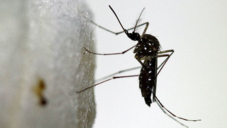 Unterschätzte Gefahr: Das von der Mücke Aedes Aegypti übertragene Zika-Virus breitet sich rasant aus. Das hätte nicht sein müssen, sagen Experten nun.