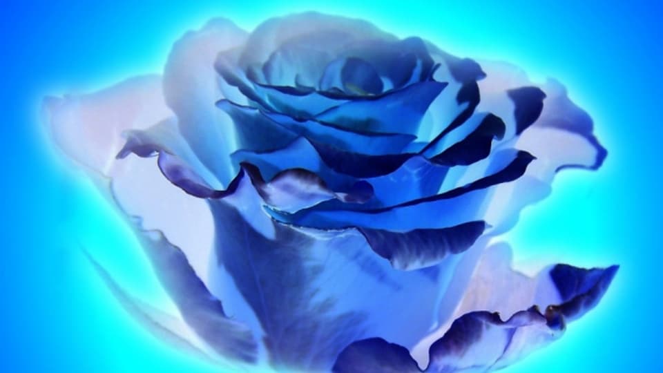 Amerikanische Pflanzenhacker wollen die blaue Rose kreiern. Sie tun das, indem sie Form und Farbe der Pflanzen genetisch verändern, um «Schönheit zu erschaffen».