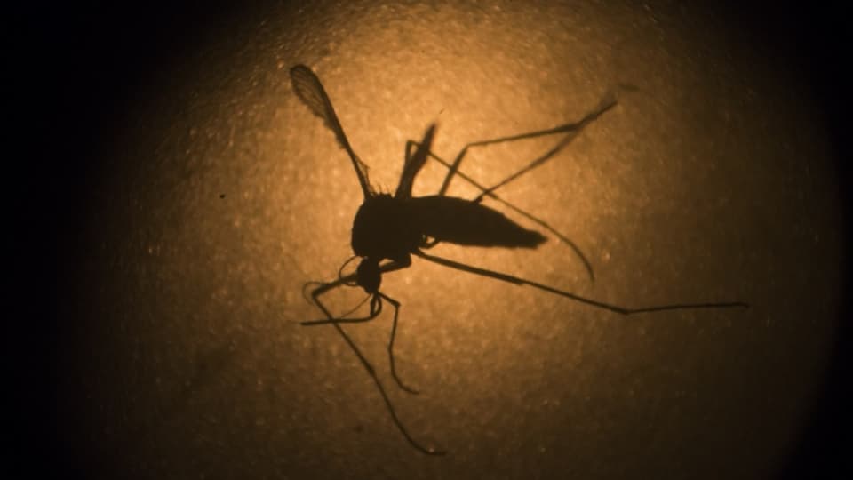 Die Gelbfiebermücke oder auch Denguemücke oder Ägyptische Tigermücke ist eine Stechmückenart der Tropen und Subtropen. Sie ist der hauptsächliche Überträger von Gelbfieber, Denguefieber, Zikafieber und einigen anderen Viruserkrankungen (Quelle: Wikipedia).