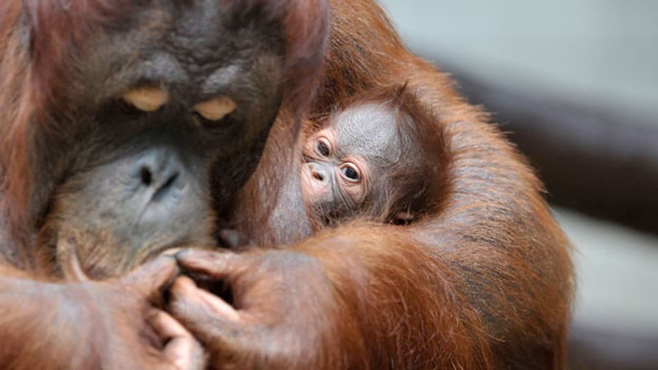 Orang Utans gehören zu den geschützten Tierarten.