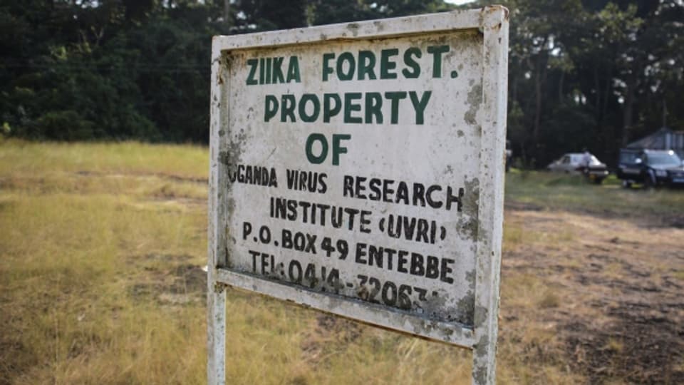 Der Ursprungsort des Zika-Virus: ein Wald in Uganda.