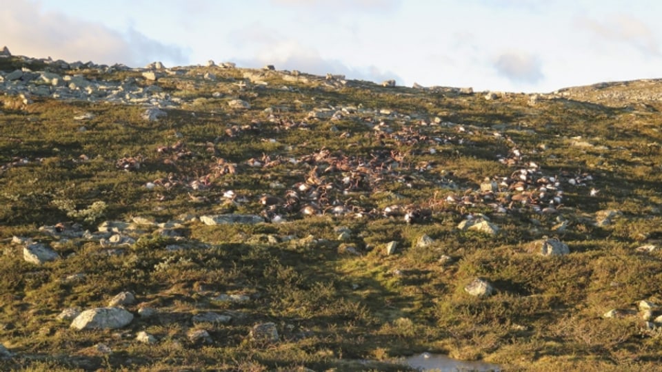 Die Hardangervidda Hochebene in Norwegen: Hier haben die Wildhüter die rund 300 toten Tiere gefunden.