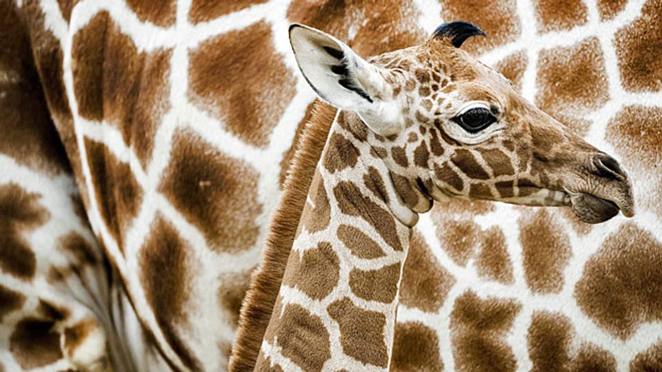 Innert 30 Jahren 70'000 Tiere weniger: Nun zählt auch die Giraffe zu den bedrohten Arten.