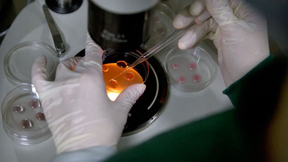 Zhou Xiaoqin erwärmt in einem Labor ein Nährmedium für Embryonen auf eine optimale Temperatur.