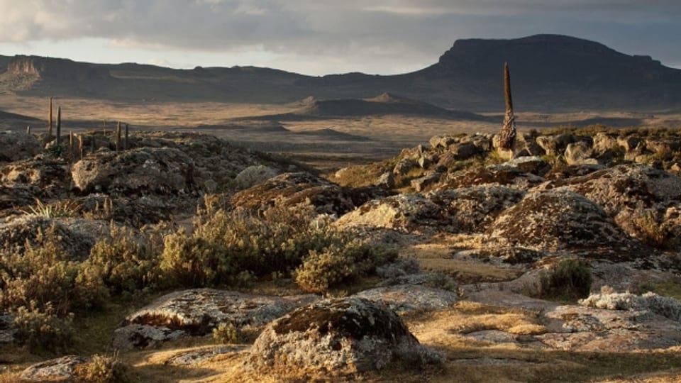 Die Region der Bale Mountains im heutigen Äthiopien war teils vergletschert. Doch lebten hier schon vor über 40’000 Jahren Menschen im Hochgebirge.