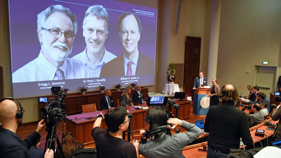 Die diesjährigen Medizin-Nobelpreisträger sind William Kaelin, Peter Ratcliffe und Gregg Semenza (vlnr.)