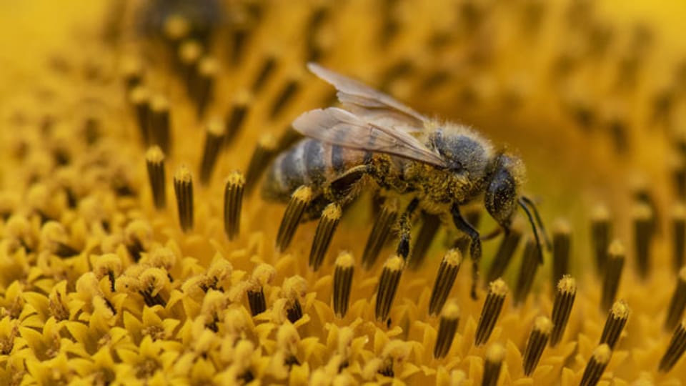 Biene, die über die Blüte einer Sonnenblume krabbelt.