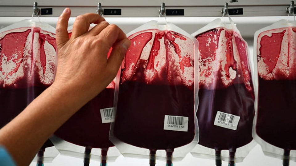 Mitarbeiterin einer Blutbank überprüft Beutel mit Blut. Der Nobelpreis für Medizin geht in diesem Jahr an Harvey J. Alter (USA), Michael Houghton (Großbritannien) und Charles M. Rice (USA) für die Entdeckung des Hepatitis-C-Virus.