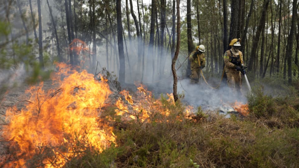 Eukalyptuswälder beschleunigen Brände in Portugal