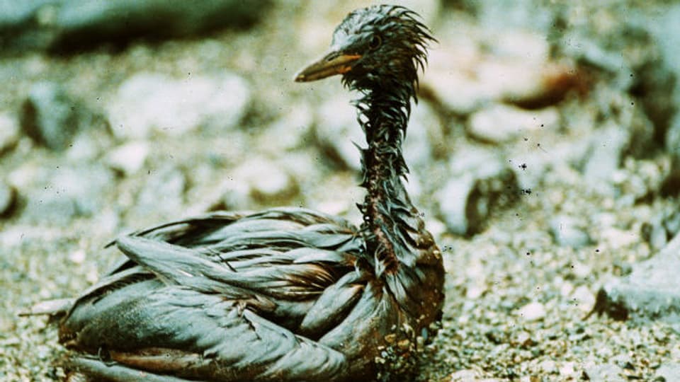 Ölpest Exxon Valdez 1989: Tausende Vögel, Fische, Seeotter und Robben starben.
