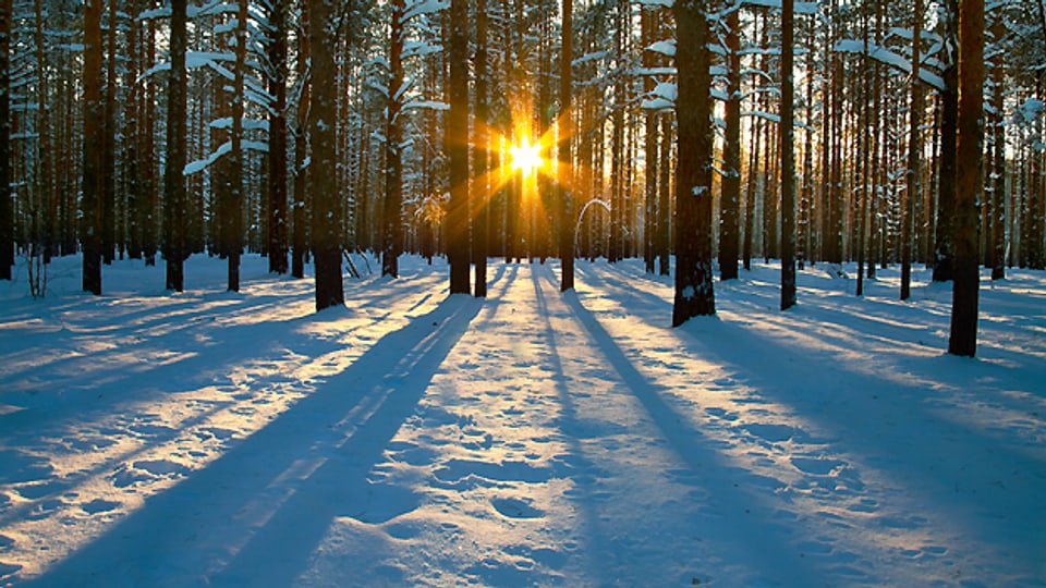 Seelennahrung: Ein Spaziergang in einem verträumten Winterwald.