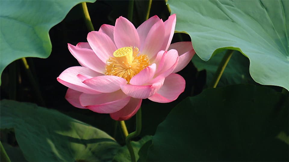 Die Lotosblume ist ein Symbol für Einkehr.