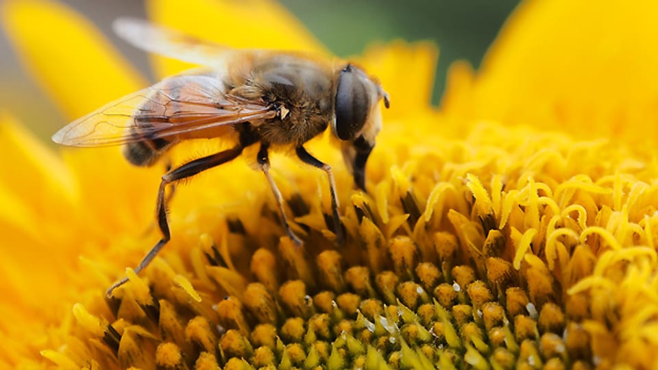 Fleissig wie die Bienen: Effizienz und Intuition lassen uns produktiv zur Tat schreiten.