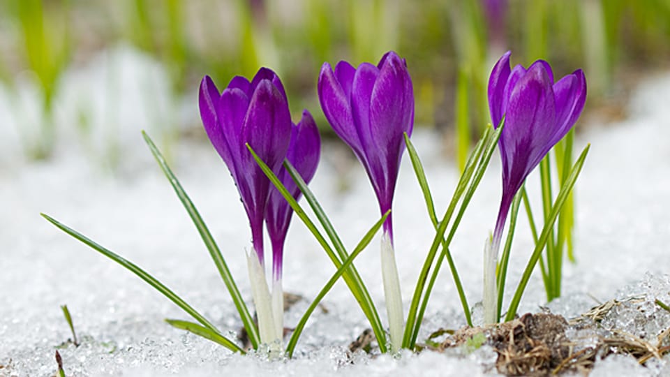 Es ist eine Wohltat, wenn der kalte Schnee des Winters den ersten Frühlingsblumen weicht.