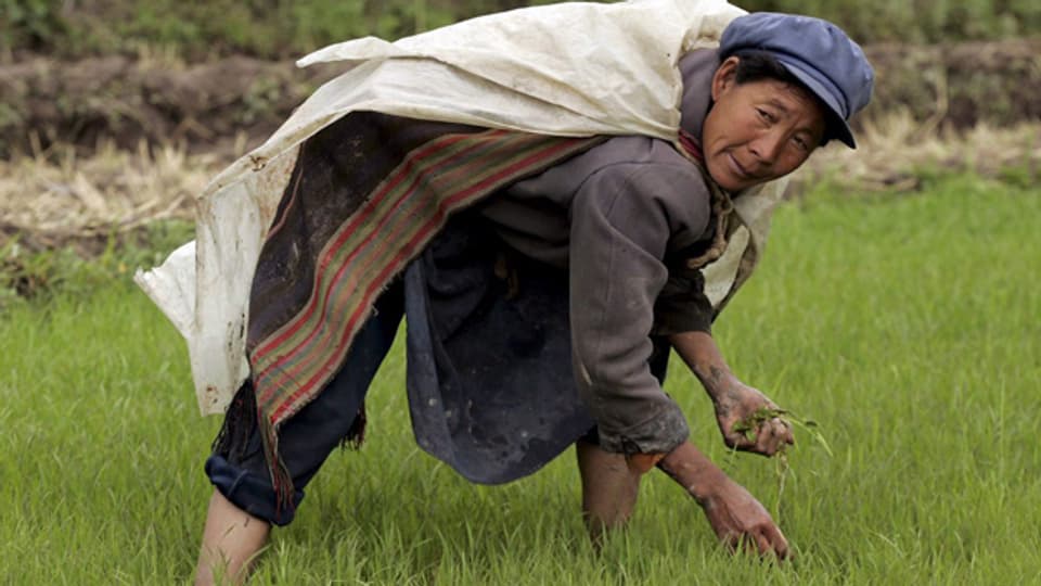 Chinesischer Bauer auf Reisfeld.