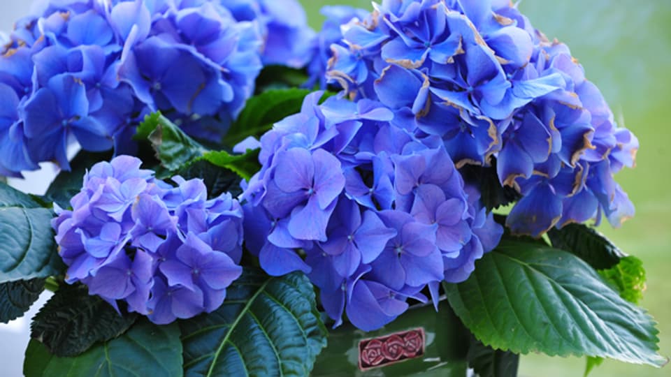 Blaue Hortensien benötigen einen pH Wert von 4,0 - 4,5. Das sind ähnliche Bodenbedingungen wie für Rhododendron.