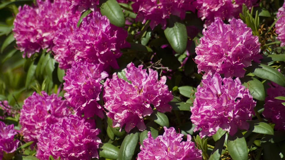 Weltweit existieren über 1000 Rhododendron-Arten.