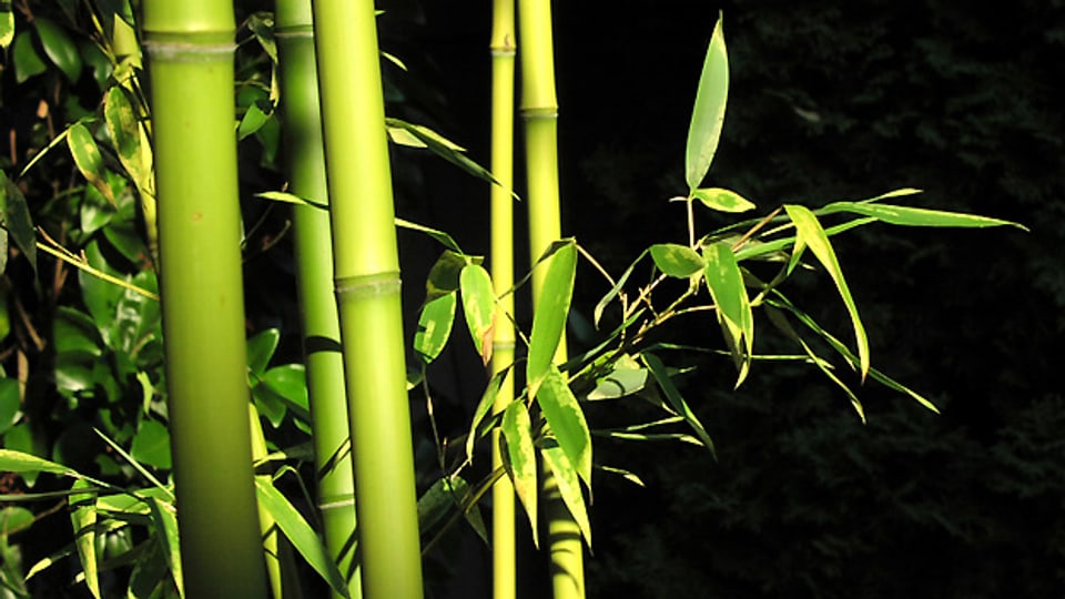 Eine Augenweide im eigenen Garten: Ein Bambus im satten Grün. Die Pflanze lässt sich an geeigneter Stelle auch gut als Sichtschutz pflanzen.