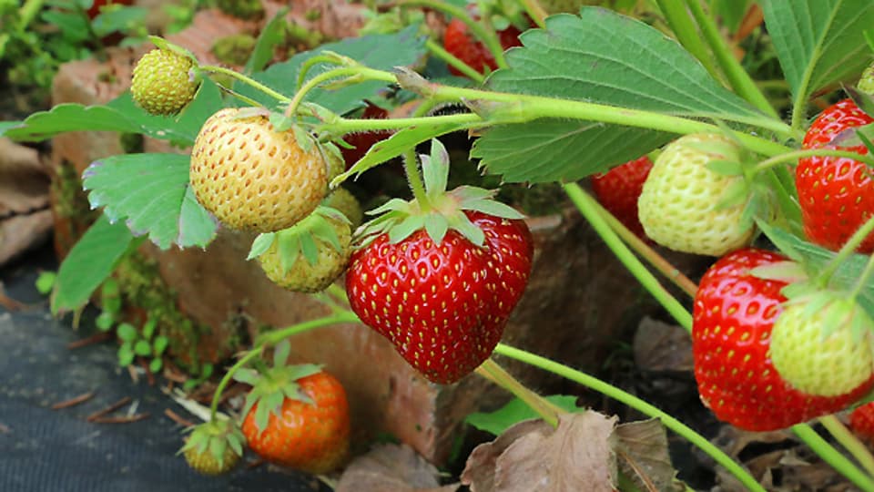Wer jetzt Erdbeeren pflanzt, kann die süssen Früchte aus dem eigenen Garten im nächsten Sommer geniessen.