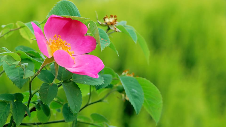 «Rosa gallica» lautet der lateinische Name der Essigrose.