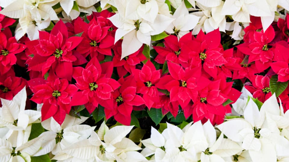 Den Weihnachtsstern kennt man auch als Adventsstern, Christstern oder Poinsettie. Der lateinische Name lautet Euphorbia pulcherrima.