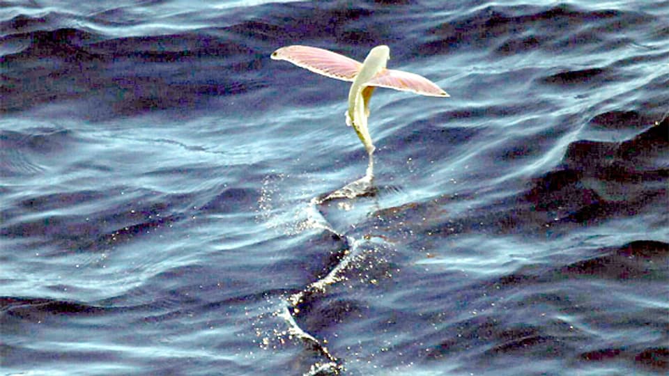 Sehen wie Flügel aus, sind aber Flossen bei diesem Fliegenden Fisch.