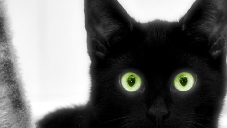 Auch eine schwarze Katze musste beim Kartenspiel bisweilen als «Schwarzer Peter» hinhalten.