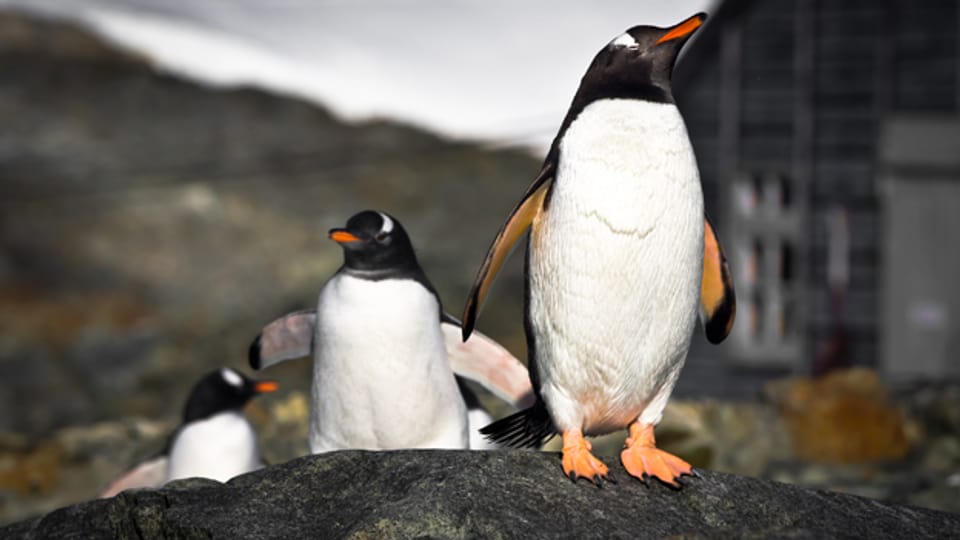 Dank ihrer Reise in die Antarktis konnte Anita Brehmi Pinguine aus sicherer Distanz beobachten (Symbolbild).