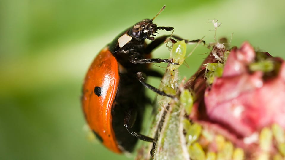 Natürlicher Blattlausvertilger: Blattläuse sind die Leibspeise der Marienkäfer.