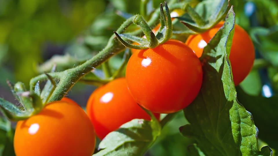 Die Duftstoffe von Tomaten halten Insekten fern.