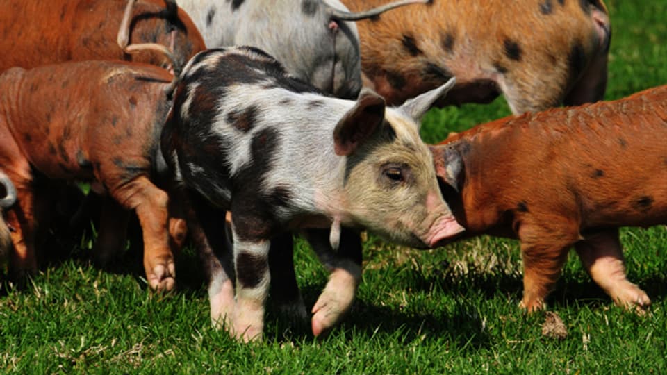Gemeinsames Schweinehüten schafft eine freundschaftliche Verbindung.