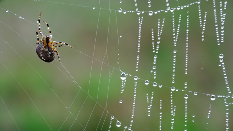 «Spinnmugge» oder «Spillemugge» ist ein altes Wort für Spinne oder für das Spinngewebe.