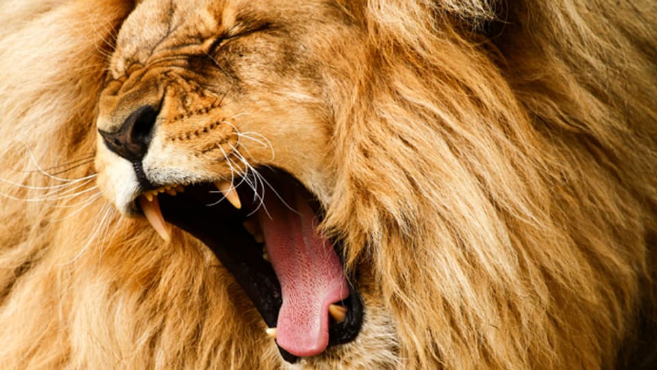 Ein spanisches Sprichwort sagt: «Je lauter ein Löwe brüllt, desto kleiner ist seine Beute».