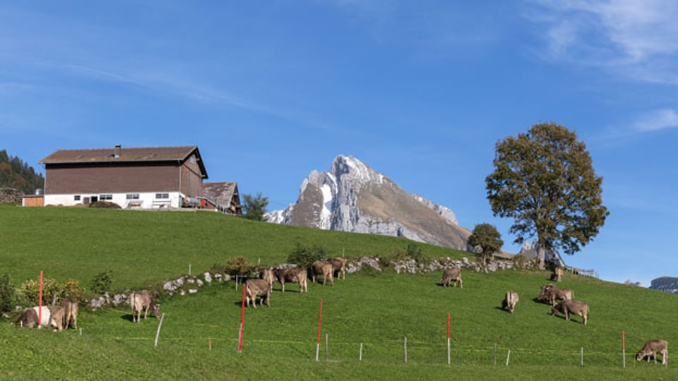 Kühe auf einer Herbstweide oberhalb Alt St. Johann im Toggenburg mit dem Wildhauser Schafberg im Hintergrund