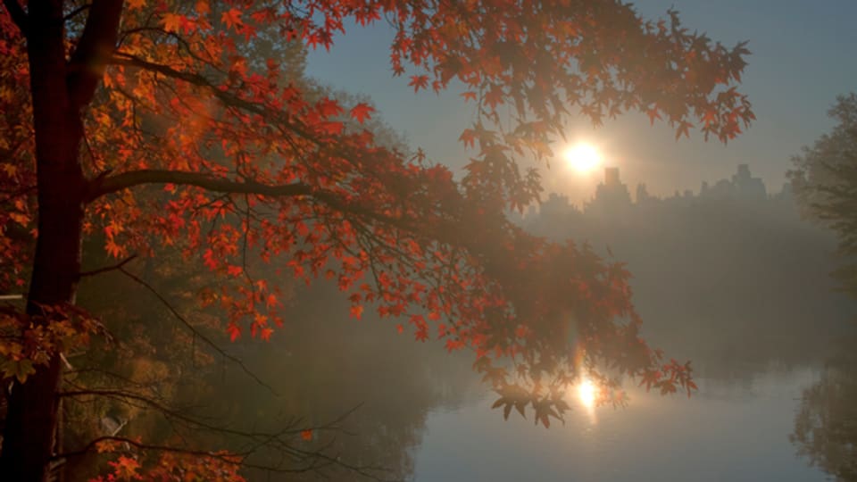 Bunte Blätter und leichter Nebel sorgen im Herbst für eine einzigartige Stimmung.