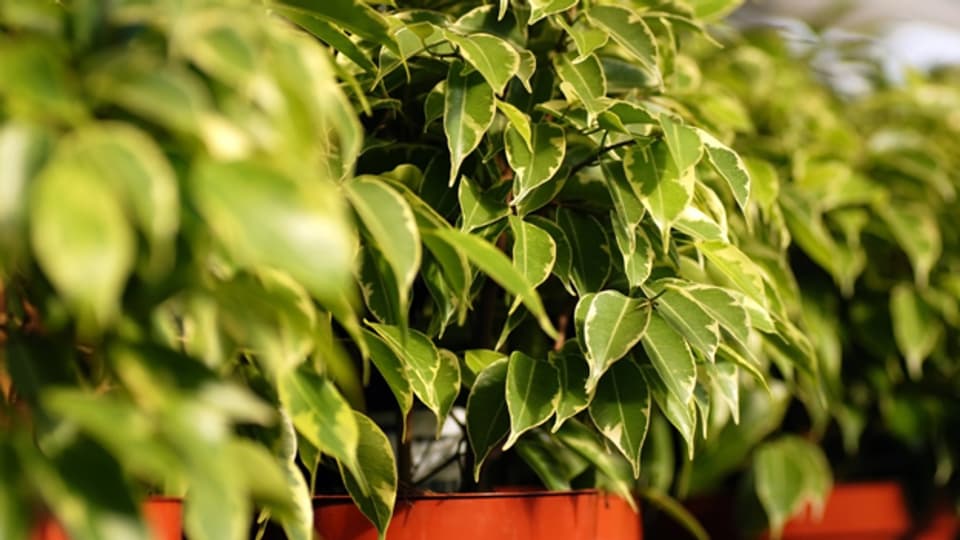 Wird der Ficus Benjamini in der kalten Jahreszeit richtig gepflegt, erstrahlt sein Blätterwerk nach dem Winter in frischer Frische.