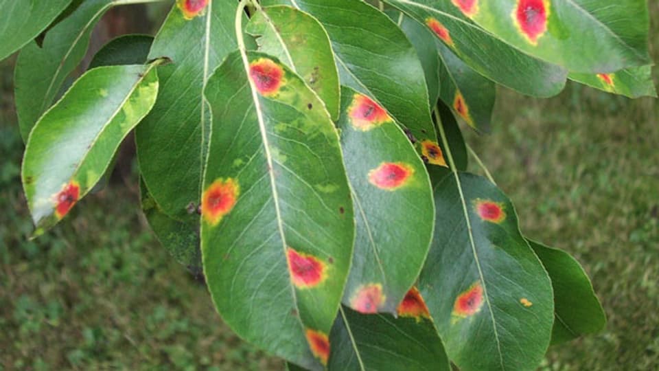 Junge Birnbäume kann der Pilzbefall ernsthaft schädigen