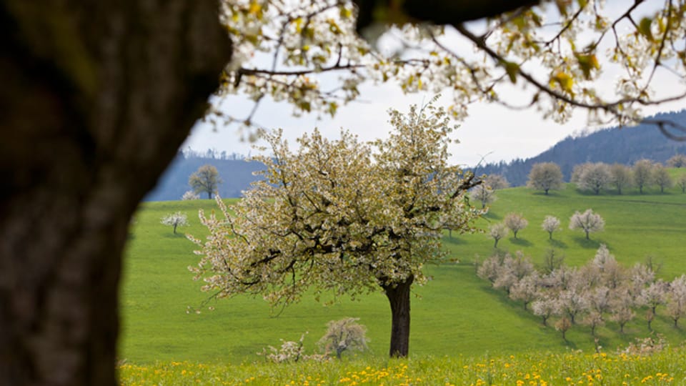 Blühender Kirschbaum im Fricktal: Ein Anblick der Auge und Herz erfreut.