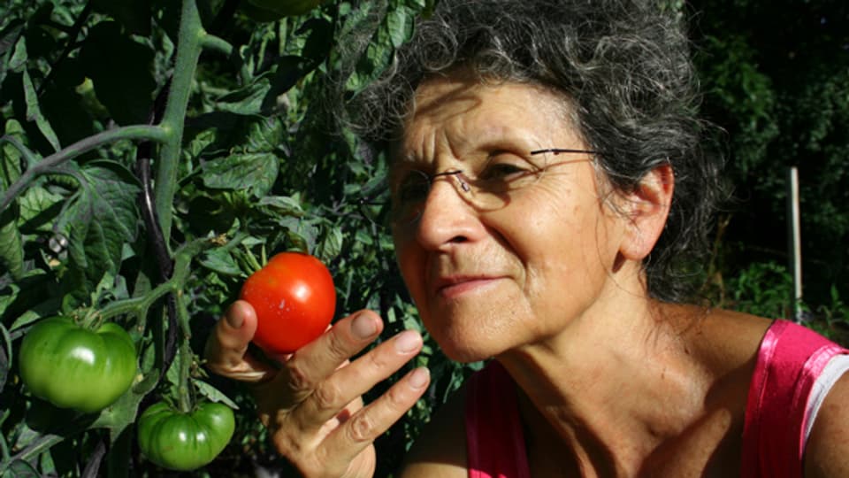 Mit richtiger Pflege kann man sich an den selbst gezogenen Tomaten erfreuen.